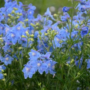 Delphinium grandiflorum 'Summer Blues', Delphinium 'Summer Blues', Chinese Delphinium 'Summer Blues', Bouquet Delphinium 'Summer Blues', Summer Series, Blue Delphinium, Blue flowers, Dwarf Delphiniums