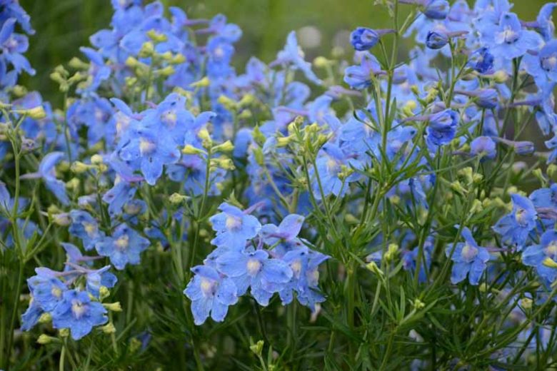 Delphinium grandiflorum 'Summer Blues', Delphinium 'Summer Blues', Chinese Delphinium 'Summer Blues', Bouquet Delphinium 'Summer Blues', Summer Series, Blue Delphinium, Blue flowers, Dwarf Delphiniums