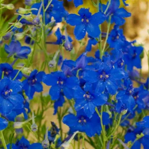 Delphinium grandiflorum 'Summer Nights', Delphinium 'Summer Nights', Chinese Delphinium 'Summer Nights', Bouquet Delphinium 'Summer Nights', Summer Series, Blue Delphinium, Blue flowers, Dwarf Delphiniums