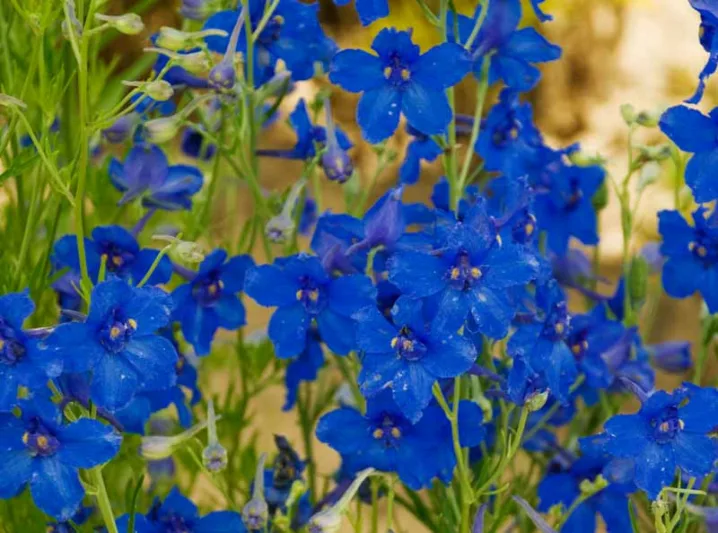 Delphinium grandiflorum 'Summer Nights', Delphinium 'Summer Nights', Chinese Delphinium 'Summer Nights', Bouquet Delphinium 'Summer Nights', Summer Series, Blue Delphinium, Blue flowers, Dwarf Delphiniums