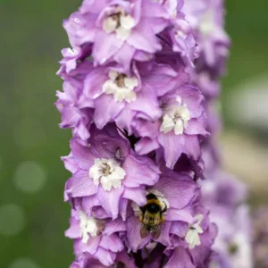 Delphinium 'Magic Fountain Lavender', Delphinium x Elatum 'Magic Fountain' Series, Delphinium 'Magic Fountain' Series, Delphinium 'Magic Fountains', Delphinium Elatum 'Magic Fountains', Lavender Delphinium, Lavender flowers