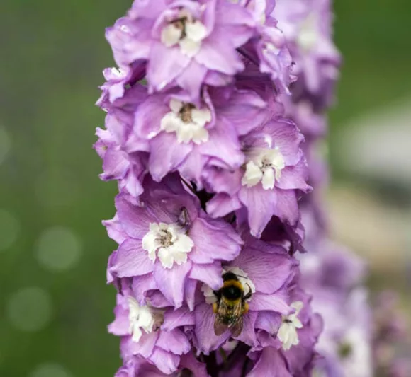 Delphinium 'Magic Fountain Lavender', Delphinium x Elatum 'Magic Fountain' Series, Delphinium 'Magic Fountain' Series, Delphinium 'Magic Fountains', Delphinium Elatum 'Magic Fountains', Lavender Delphinium, Lavender flowers