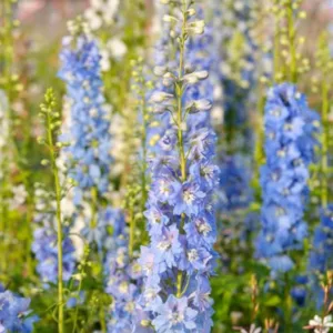 Delphinium 'Magic Fountains', Delphinium x Elatum 'Magic Fountain' Series, Delphinium 'Magic Fountains' Series, Delphinium 'Magic Fountains', Delphinium Elatum 'Magic Fountains', White flowers