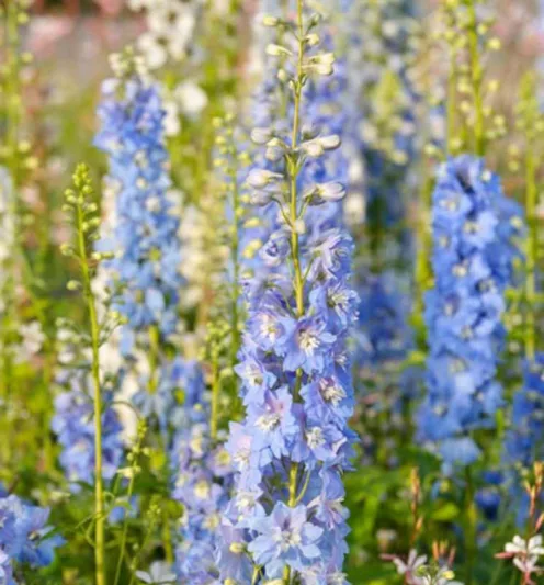 Delphinium 'Magic Fountains', Delphinium x Elatum 'Magic Fountain' Series, Delphinium 'Magic Fountains' Series, Delphinium 'Magic Fountains', Delphinium Elatum 'Magic Fountains', White flowers