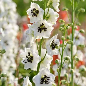 Delphinium 'Magic Fountains', Delphinium x Elatum 'Magic Fountain' Series, Delphinium 'Magic Fountains' Series, Delphinium 'Magic Fountains', Delphinium Elatum 'Magic Fountains', White flowers