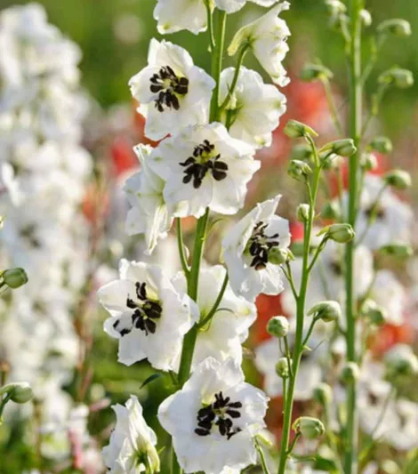 Delphinium 'Magic Fountains', Delphinium x Elatum 'Magic Fountain' Series, Delphinium 'Magic Fountains' Series, Delphinium 'Magic Fountains', Delphinium Elatum 'Magic Fountains', White flowers