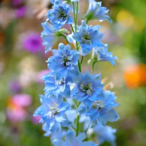 Delphinium Sunny Skies, Candle Larkspur 'Sunny Skies', Candle Delphinium 'Sunny Skies', Delphinium x elatum 'Sunny Skies', New Millennium Series, Blue Delphinium, Blue flowers