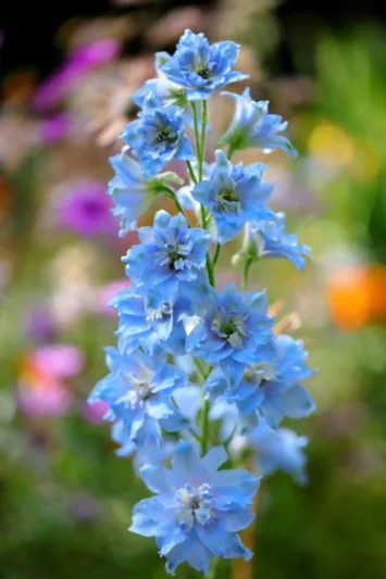 Delphinium Sunny Skies, Candle Larkspur 'Sunny Skies', Candle Delphinium 'Sunny Skies', Delphinium x elatum 'Sunny Skies', New Millennium Series, Blue Delphinium, Blue flowers