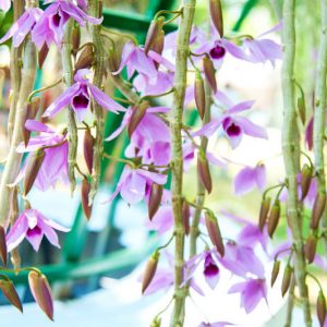 Dendrobium anosmum, Unscented Dendrobium, Dendrobium superbum, Callista anosma, Callista macrophylla, Callista scortechinii,  Purple Orchids, Easy Orchids, Easy to Grow Orchids