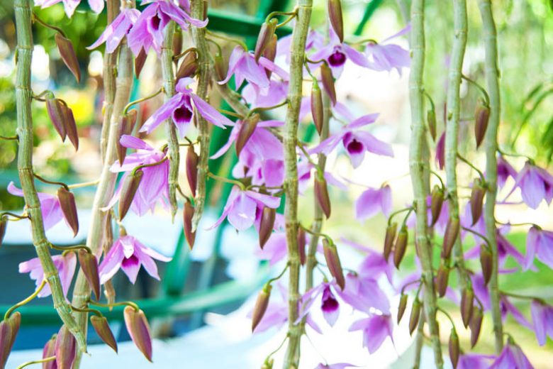 Dendrobium anosmum, Unscented Dendrobium, Dendrobium superbum, Callista anosma, Callista macrophylla, Callista scortechinii,  Purple Orchids, Easy Orchids, Easy to Grow Orchids