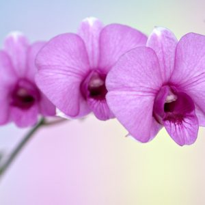 Dendrobium bigibbum, Cooktown Orchid, Mauve Butterfly Orchid, Callista bigibba,  Purple Orchids, Easy Orchids, Easy to Grow Orchids