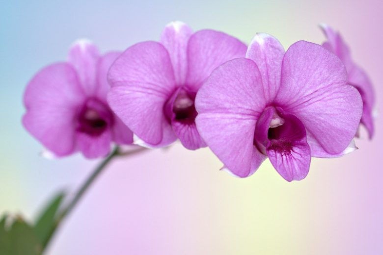 Dendrobium bigibbum, Cooktown Orchid, Mauve Butterfly Orchid, Callista bigibba,  Purple Orchids, Easy Orchids, Easy to Grow Orchids