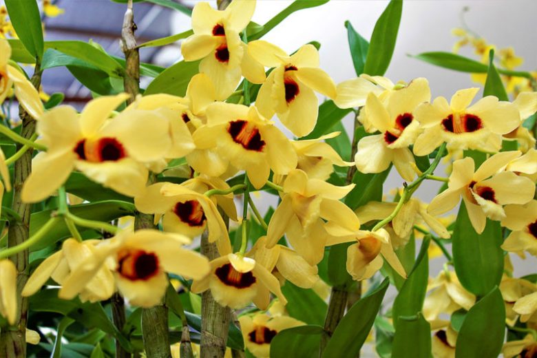 Dendrobium Gatton Sunray gx, Orchid,  Yellow Orchids, Easy Orchids, Easy to Grow Orchids