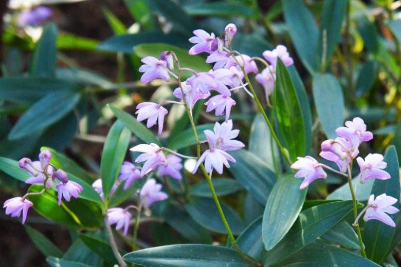 Dendrobium kingianum, Pink Rock Orchid,  Purple Orchids, Easy Orchids, Easy to Grow Orchids
