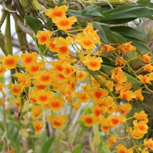 Dendrobium lindleyi, Lindley's Dendrobium, Callista aggregata, Dendrobium aggregatum, Epidendrum aggregatum, Yellow Orchids, Easy Orchids, Easy to Grow Orchids