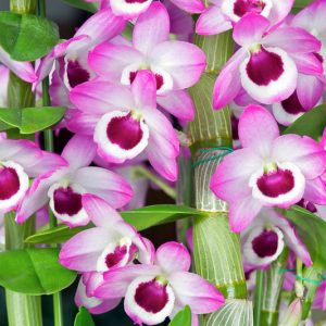 Dendrobium nobile, Noble Rock Orchid, Noble Dendrobium,  Purple Orchids, Easy Orchids, Easy to Grow Orchids