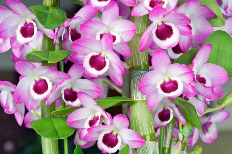 Dendrobium nobile, Noble Rock Orchid, Noble Dendrobium,  Purple Orchids, Easy Orchids, Easy to Grow Orchids