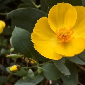 Dendromecon harfordii, Harford's Tree Poppy, Channel Island Tree Poppy, Island Tree Poppy