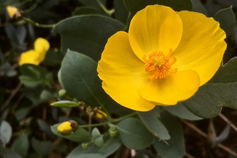 Dendromecon harfordii, Harford's Tree Poppy, Channel Island Tree Poppy, Island Tree Poppy