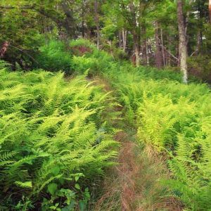 Dennstaedtia punctilobula, Eastern Hay-Scented Fern, Shade plants, shade perennial, plants for shade, plants for wet soil