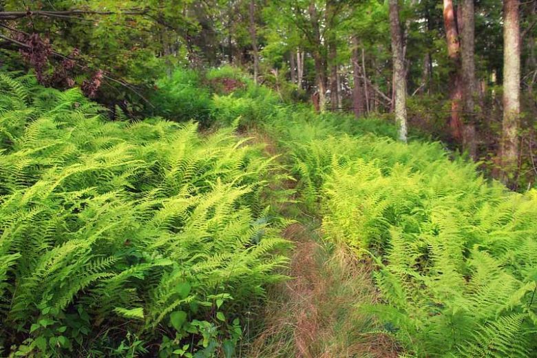 Dennstaedtia punctilobula, Eastern Hay-Scented Fern, Shade plants, shade perennial, plants for shade, plants for wet soil