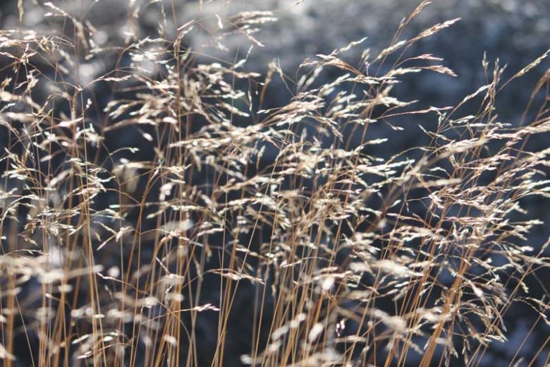 Deschampsia flexuosa, Wavy Hairgrass, Wavy Hair Grass, Common Hairgrass, Ornamental Grass, Ornamental Grasses