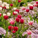 Bulbs Design, Spring Bulbs, Summer Bulbs, Fall Fulbs, Landscaping Design, Garden Ideas