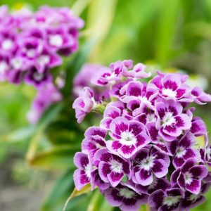 Dianthus barbatus Auricula Eyed Mixed, Sweet William Auricula Eyed Mixed, Bearded Pink Auricula Eyed Mixed, Oeillet des Poètes Auricula Eyed Mixed, perennial Sweet William, Perennial Dianthus