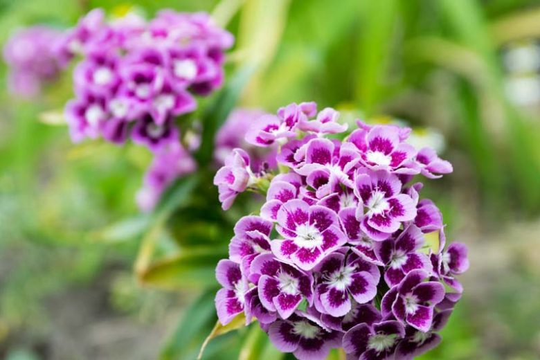 Dianthus barbatus Auricula Eyed Mixed, Sweet William Auricula Eyed Mixed, Bearded Pink Auricula Eyed Mixed, Oeillet des Poètes Auricula Eyed Mixed, perennial Sweet William, Perennial Dianthus