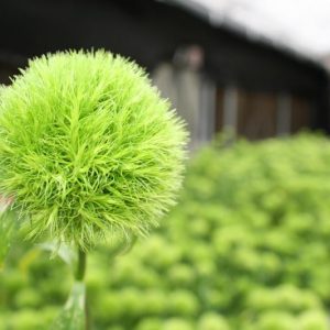 Dianthus 'Green Ball',  Sweet William 'Green Ball', Dianthus barbatus 'Green Ball', Green Dianthus, Green Sweet William