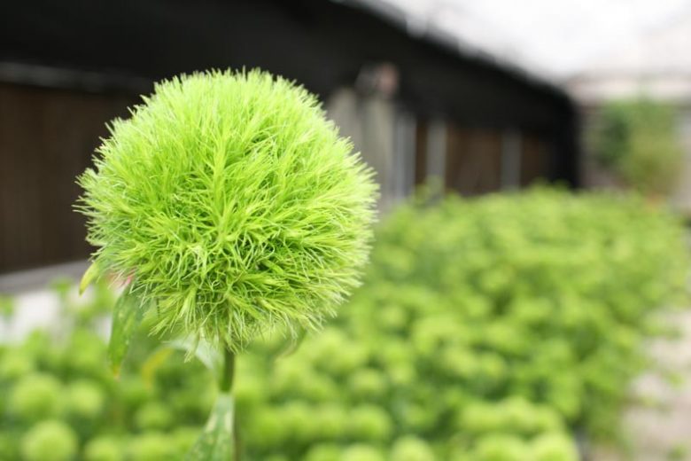 Dianthus 'Green Ball',  Sweet William 'Green Ball', Dianthus barbatus 'Green Ball', Green Dianthus, Green Sweet William