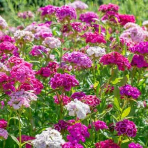 Dianthus barbatus', Sweet William, Bearded Pink, Bloomy Down, London Pride, London Tufts, Oeillet des Poètes, Tolmeiner, perennial Sweet William, Perennial Dianthus