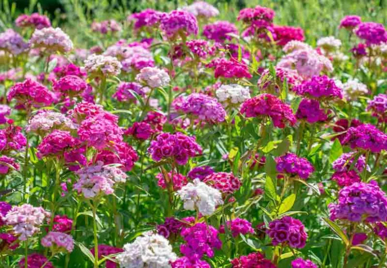 Dianthus barbatus', Sweet William, Bearded Pink, Bloomy Down, London Pride, London Tufts, Oeillet des Poètes, Tolmeiner, perennial Sweet William, Perennial Dianthus