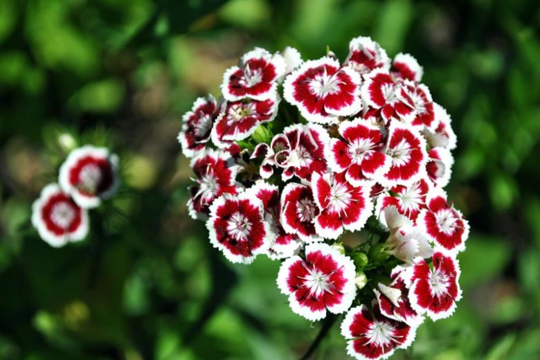 Dianthus barbatus Holborn Glory, Sweet William Holborn Glory, Bearded Pink Holborn Glory, Oeillet des Poètes Holborn Glory, perennial Sweet William, Perennial Dianthus