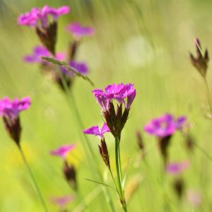 Dianthus carthusianorum, German Pink, Carthusian Pink, Dianthus clavatus, Perennial Dianthus, Evergreen perennial, Pink Flowers, Pink Dianthus