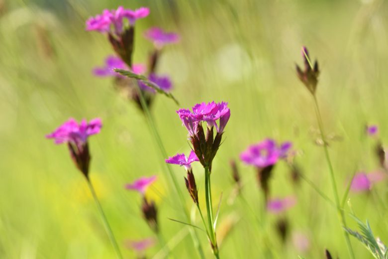 Dianthus carthusianorum, German Pink, Carthusian Pink, Dianthus clavatus, Perennial Dianthus, Evergreen perennial, Pink Flowers, Pink Dianthus