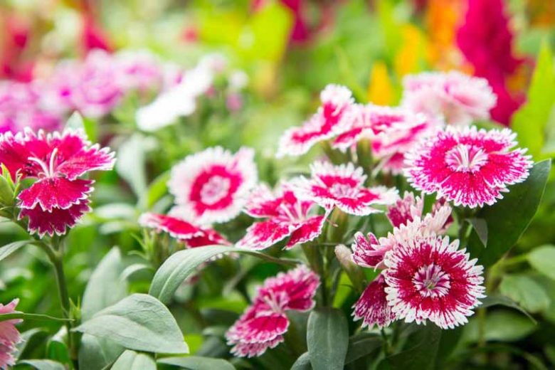 Dianthus chinensis', Chinese Pink, Rainbow Pink, Indian Pink, Perennial Pink, Perennial Dianthus