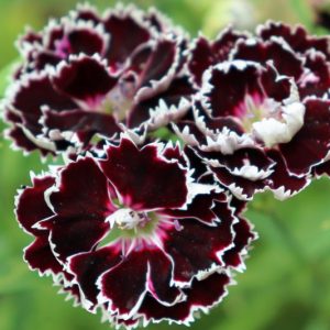 Dianthus chinensis 'Velvet 'n Lace', Chinese Pink 'Velvet 'n Lace', Rainbow Pink 'Velvet 'n Lace', Indian Pink 'Velvet 'n Lace', Black Dianthus, Black Carnation, Black Maiden Pink, Black Garden Pink
