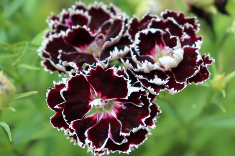 Dianthus chinensis 'Velvet 'n Lace', Chinese Pink 'Velvet 'n Lace', Rainbow Pink 'Velvet 'n Lace', Indian Pink 'Velvet 'n Lace', Black Dianthus, Black Carnation, Black Maiden Pink, Black Garden Pink