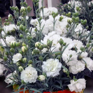 Dianthus Early Bird Frosty, Pink Early Bird Frosty, Early Bird Frosty Pink, White Flowers, White  Dianthus, White  Garden Pink
