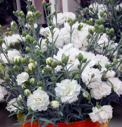 Dianthus Early Bird Frosty, Pink Early Bird Frosty, Early Bird Frosty Pink, White Flowers, White  Dianthus, White  Garden Pink