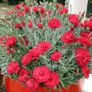 Dianthus Early Bird Radiance, Pink Early Bird Radiance, Early Bird Radiance Pink, Red Flowers, Red  Dianthus, Red  Garden Pink