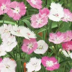 Dianthus First Love, Cheddar Pink First Love, Clove Pink First Love, Pink Dianthus, Pink Flowers