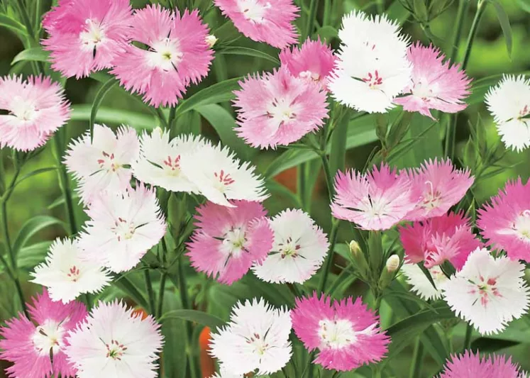 Dianthus First Love, Cheddar Pink First Love, Clove Pink First Love, Pink Dianthus, Pink Flowers