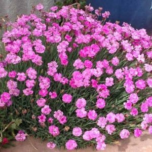 Dianthus Gratianopolitanus 'Tiny Rubies', Cheddar Pink 'Tiny Rubies, Cliff Pink 'Tiny Rubies', Clove Pink Tiny Rubies, Mountain Pink 'Tiny Rubies', Sweet Pink 'Tiny Rubies', Pink Dianthus