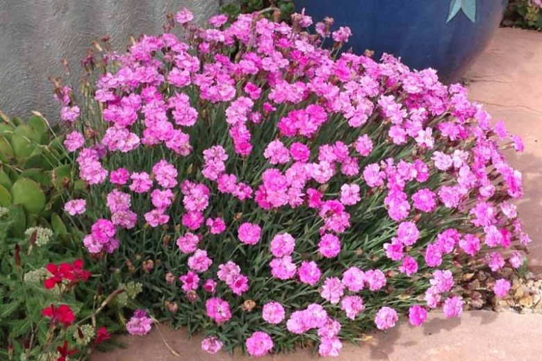 Dianthus Gratianopolitanus 'Tiny Rubies', Cheddar Pink 'Tiny Rubies, Cliff Pink 'Tiny Rubies', Clove Pink Tiny Rubies, Mountain Pink 'Tiny Rubies', Sweet Pink 'Tiny Rubies', Pink Dianthus