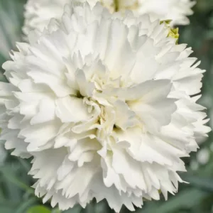 Dianthus 'Memories', Garden Pink 'Memories', Scent First Pinks 'Memories', White Carnation, White Garden Gink, Repeat Flowering Garden Pink, Fragrant Garden Pink