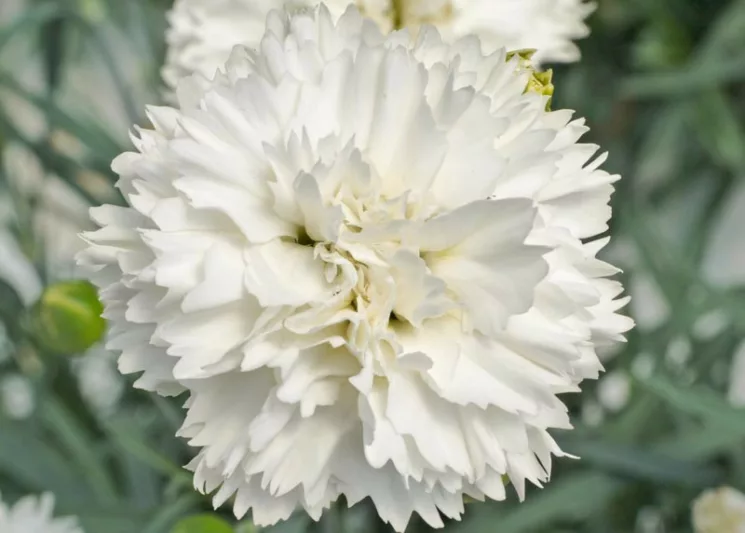 Dianthus 'Memories', Garden Pink 'Memories', Scent First Pinks 'Memories', White Carnation, White Garden Gink, Repeat Flowering Garden Pink, Fragrant Garden Pink