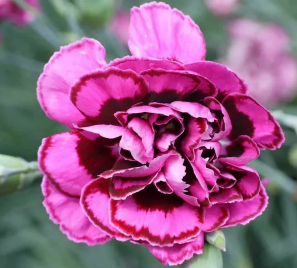 Dianthus Plumarius 'Laced Monach', Modern Pink 'Laced Monarch', Pink 'Laced Monarch', Laced Pink 'Laced Monarch', Cottage Pink 'Laced Monach' , Pink Garden Pink, perennial Sweet William, Perennial Dianthus