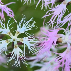 Dianthus superbus, Fringed Pink, Perennial Dianthus, Evergreen perennial, Pink Flowers, Pink Dianthus